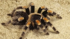 Интересно за облик на пајакот