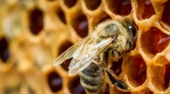 Интересно за пчелите
