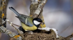 Интересно за птиците