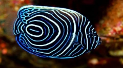 Интересно за рибите