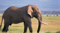 Интересно за слонот