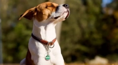 Интересно за кучињата