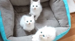 Интересни факти за белите сини мачки