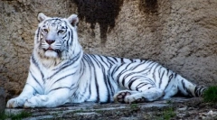 Интересни факти за белите тигри