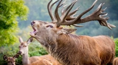 Интересни факти за благороден елен