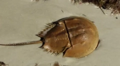 Интересни факти за артроподи