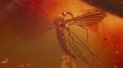 Интересни факти за диносаурусите