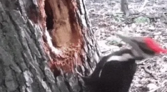 Интересни факти за dyatlah