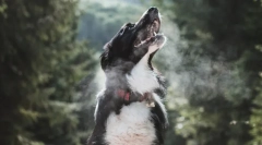 Интересни факти за животинско дишење