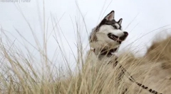 Интересни факти за хаски