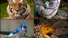 Интересни факти за chordan животни