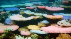 Интересни факти за коралите