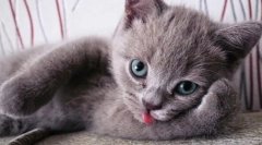 Интересни факти за мачки: 10 љубопитни карактеристики на меки миленичиња