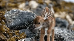 Интересни факти за робо