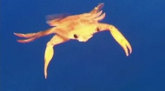 Интересни факти за corle на црното море