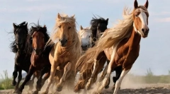 Интересни факти за коњите