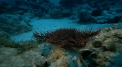 Интересни факти за морските ежи