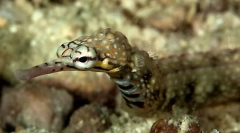 Интересни факти за морските игли