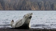 Интересни факти за поморските леопарди