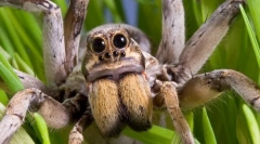 Интересни факти за пајакот-волк