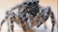 Интересни факти за облик на пајакот