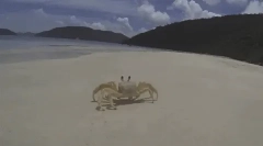 Интересни факти за ракови