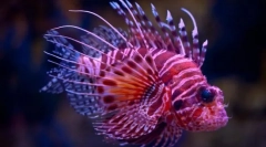 Интересни факти за риба