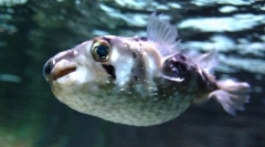 Интересни факти за риба fugu
