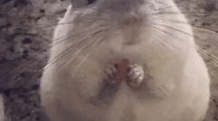 Интересни факти за chinchillach