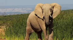 Интересни факти за слоновите