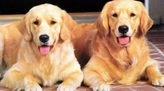 Интересни факти за кучињата