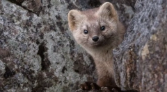 Интересни факти за sobyola