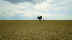 Интересни факти за ној