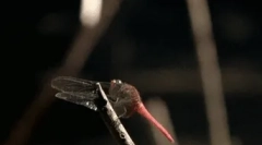 Интересни факти за dragonfly