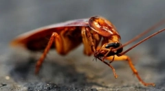 Интересни факти за лебарки