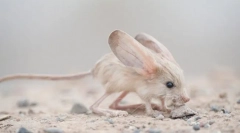 Интересни факти за tuccanchik