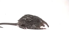 Интересни факти за вештерка