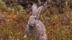 Интересни факти за зајаците