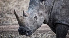 Интересни факти за животните од црвената книга