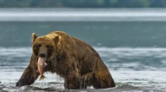 Интересни факти за животните тајга