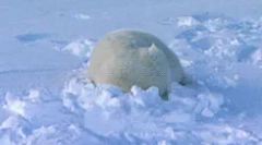 Интересни факти за животинската тундра