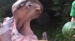 Интересни факти за животински заби