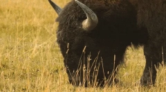 Интересни факти за бизони