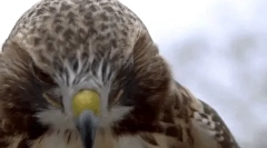 Интересни факти за хок