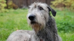 Ирски wolfhound