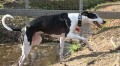 Шпански борзаја