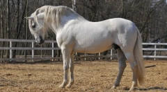 Шпански коњи