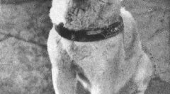 Историја хачико - најпознатите во светот на пса (7 фотографии)