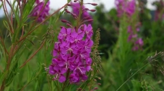 Иван чај (кипарија)