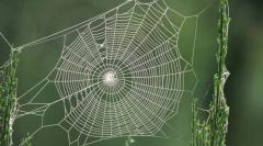 Што пајакот ја крие својата мрежа?